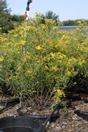 Hypericum Prolificum Possibility Place