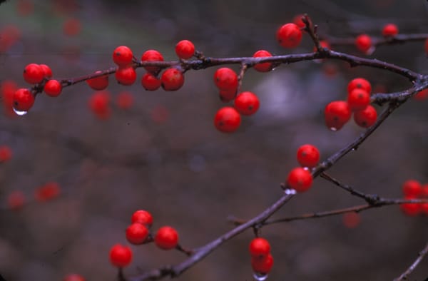 Ilex Winterberry Holly - 12-18 - Bundle of 5 Stems — Gardens of
