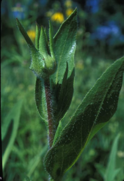 Silphium integrifolium