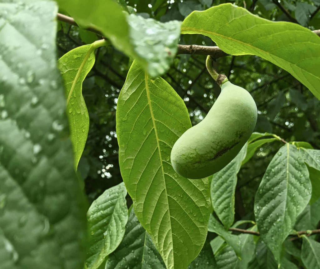 asimina-triloba-possibility-place