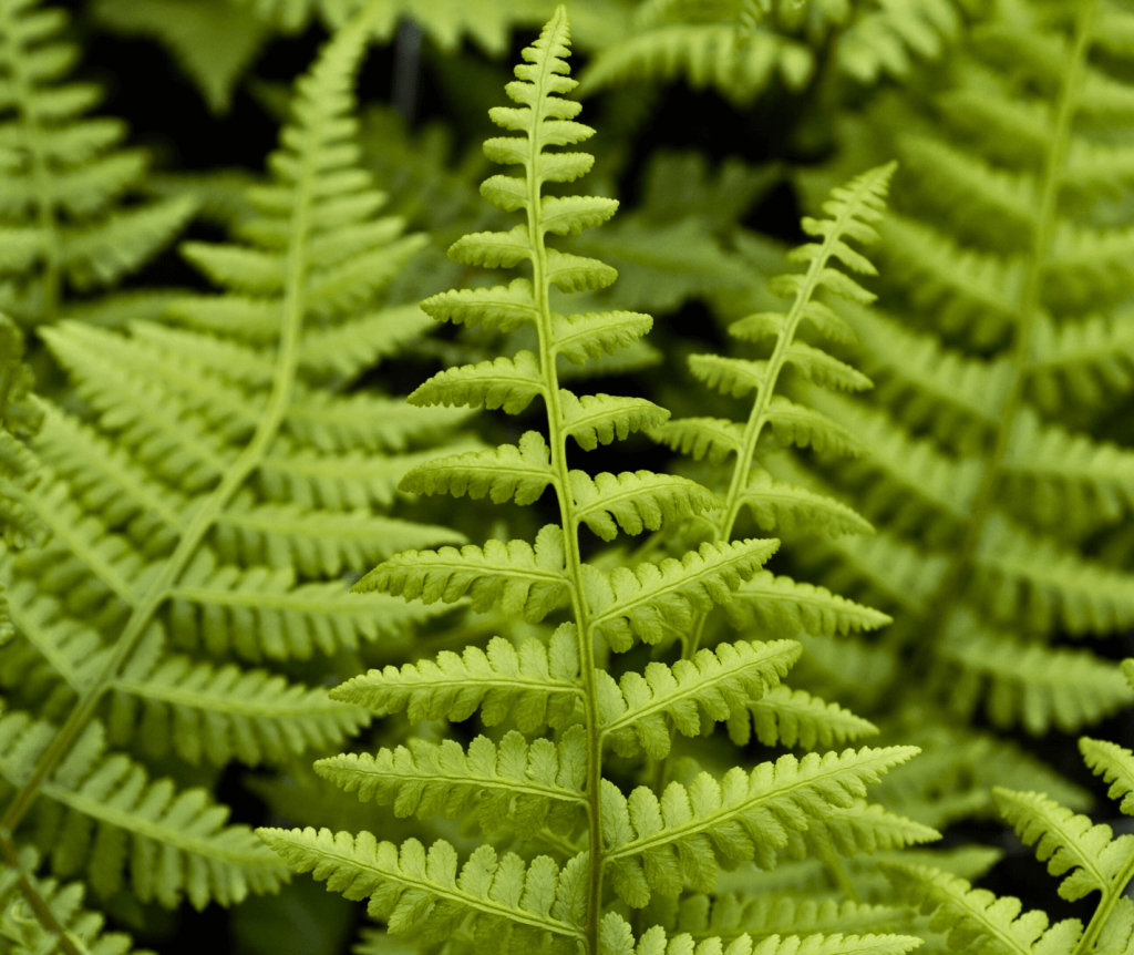 Athyrium Filix-femina - Possibility Place