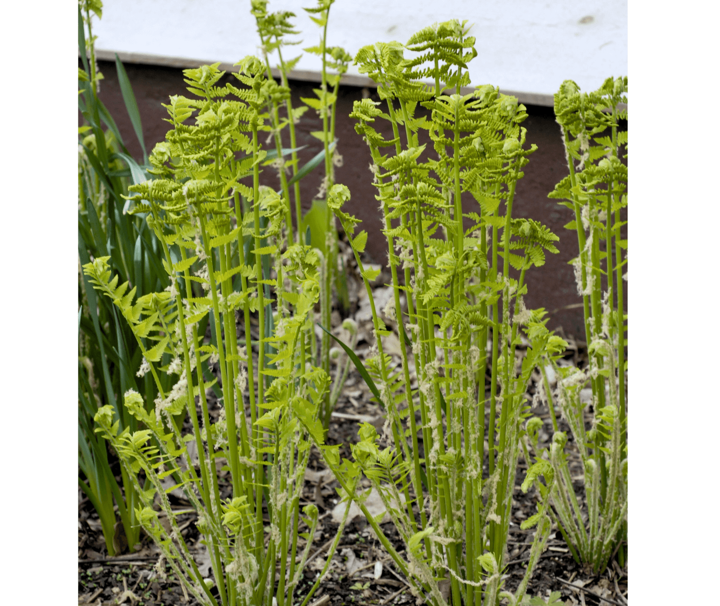 Athyrium filixfemina Possibility Place