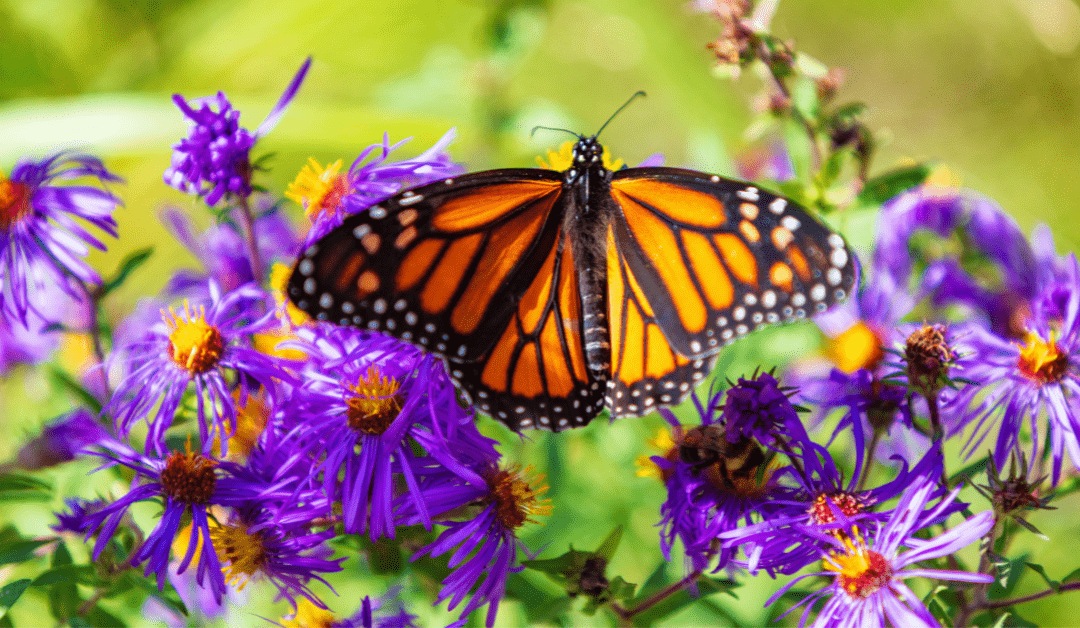 Don't Forget to Plant Late Bloomers for Pollinators! - Possibility