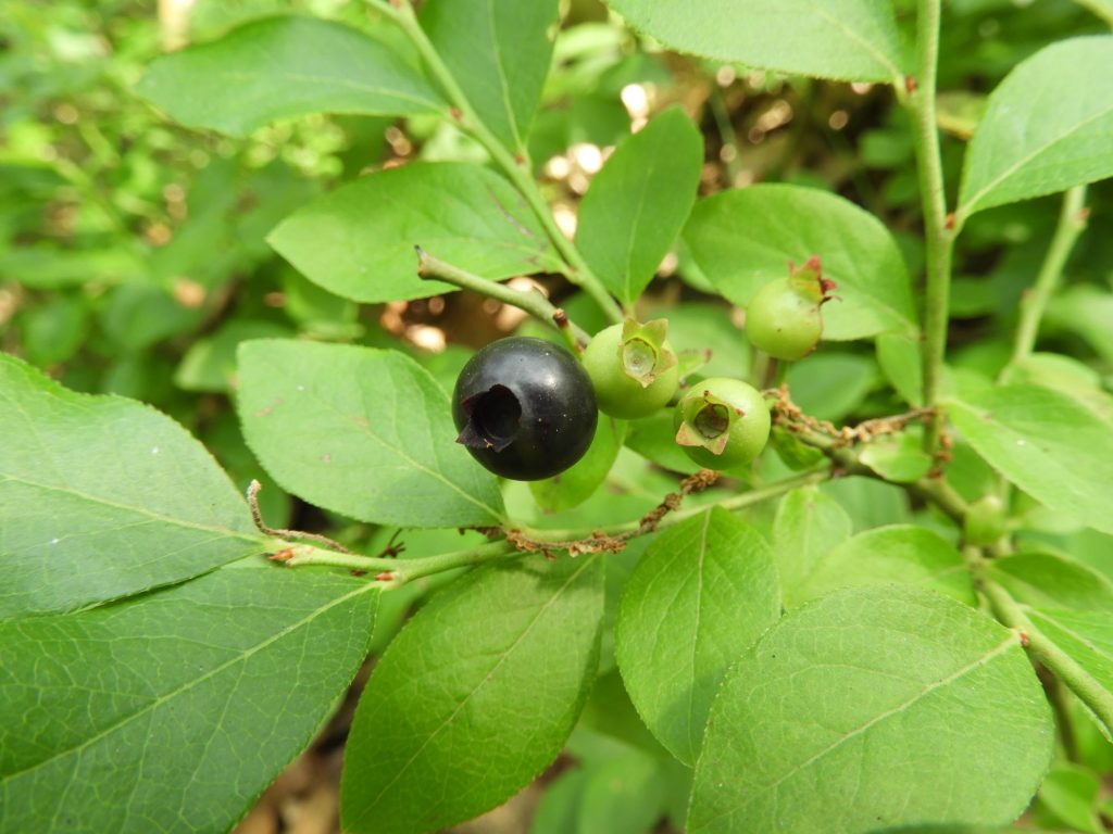 Vaccinium pallidum