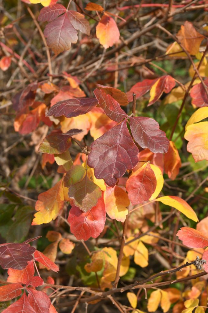 Rhus aromatica - Possibility Place