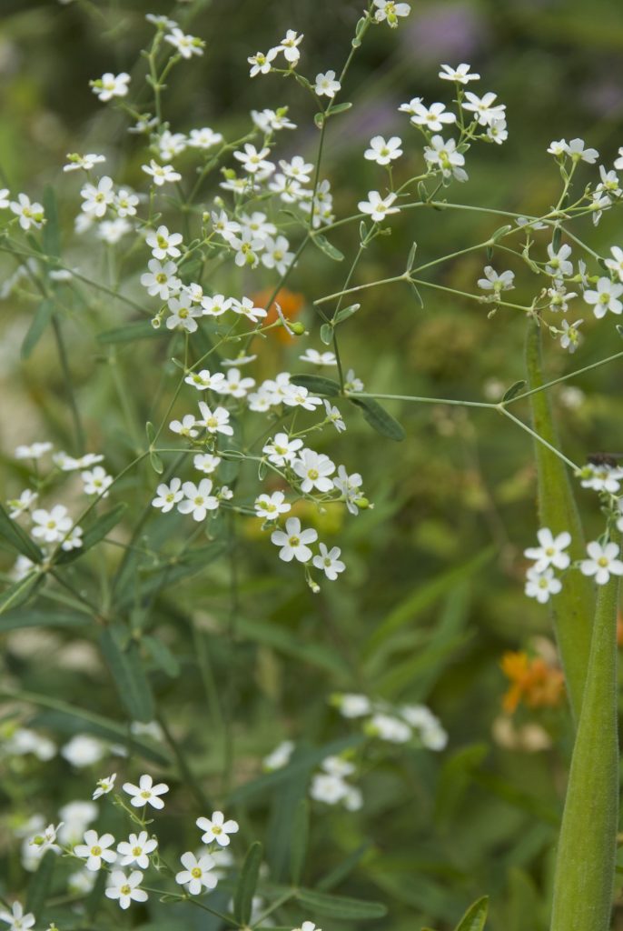 Euphorbia corollata