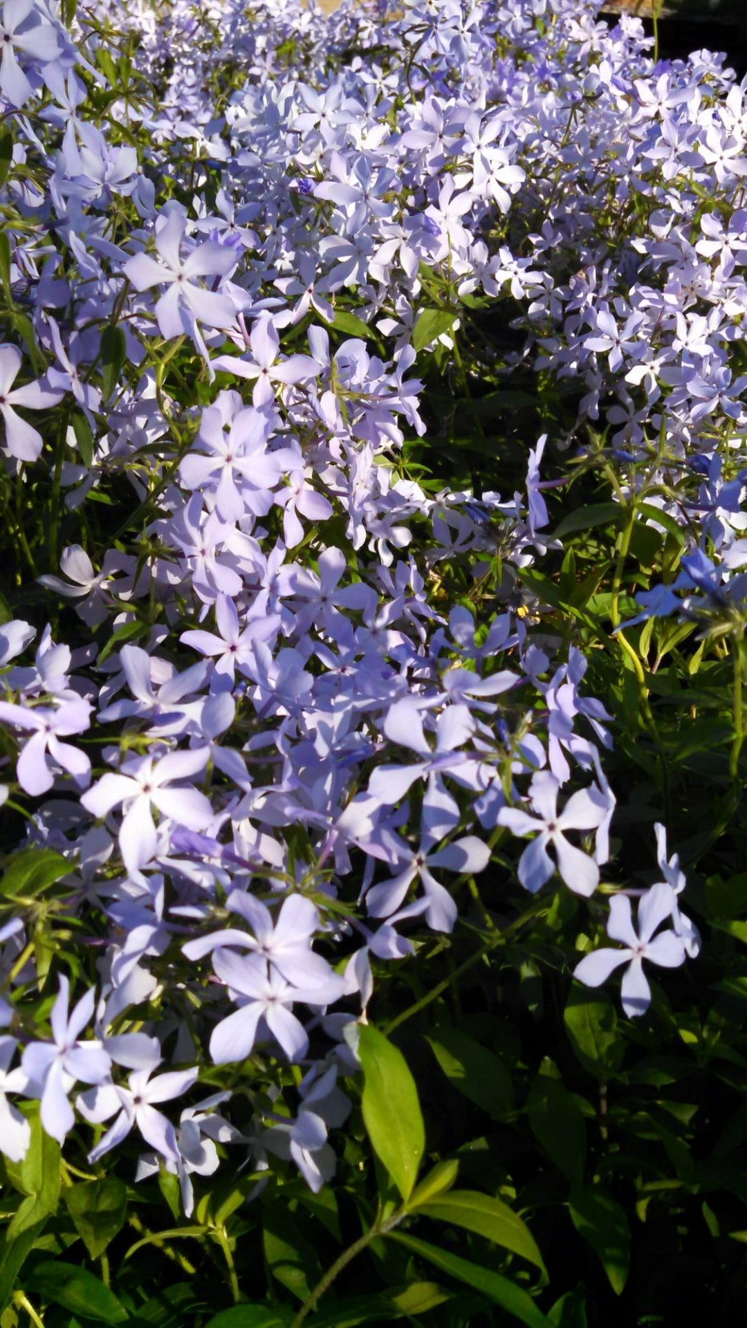 Creating Color in the Shade with Native Plants - Possibility Place