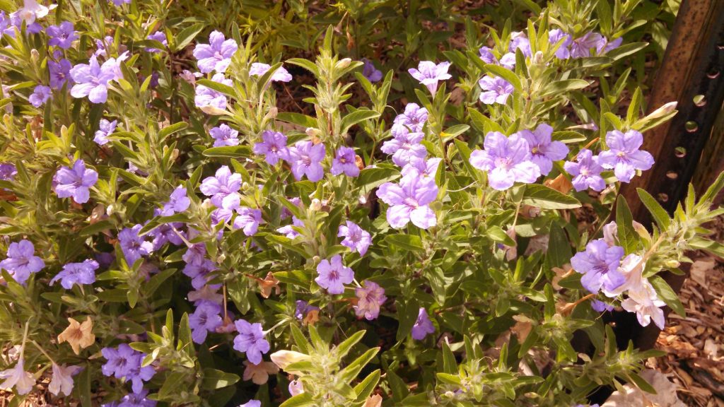 Ruellia humilis - Possibility Place